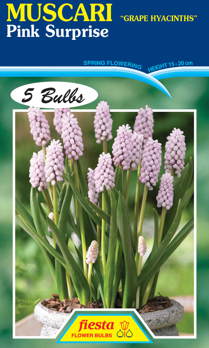 Muscari Pink Surprise