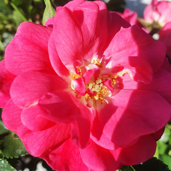 Flower Carpet Rose Pink