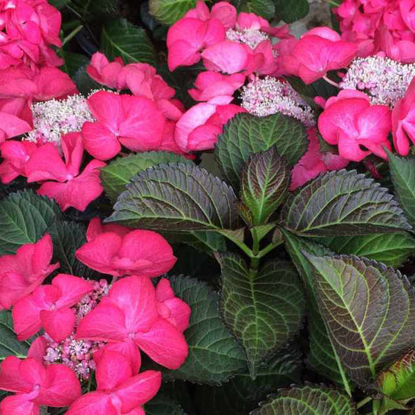 Hydrangea 'Tuxedo Pink'