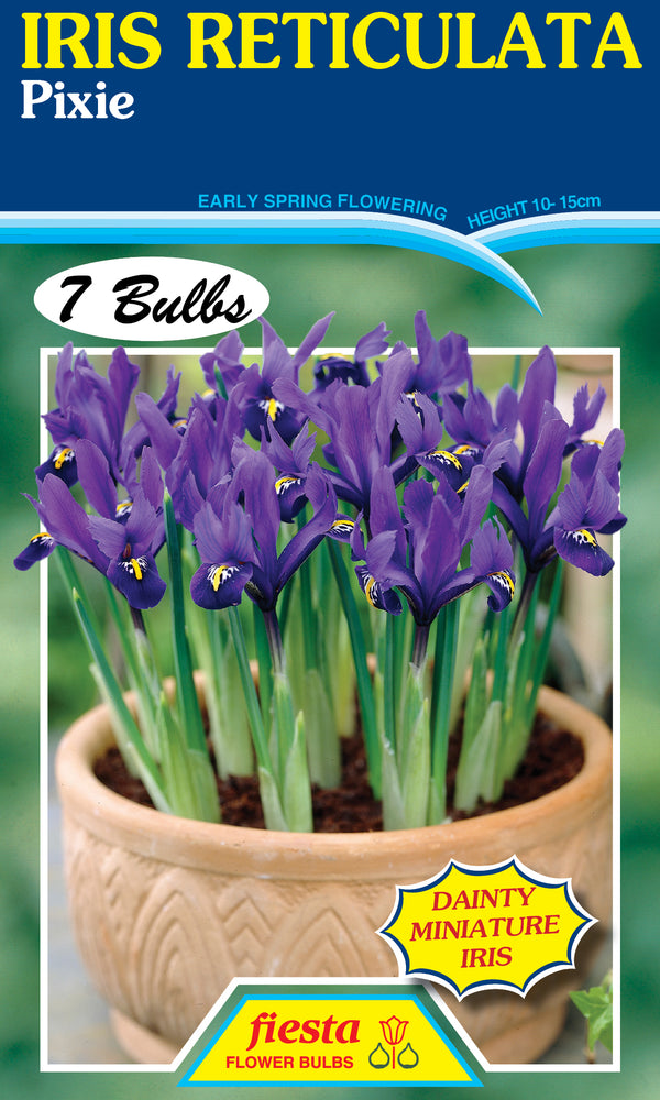 Iris Reticulata Pixie