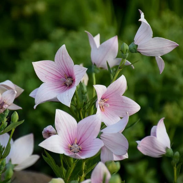 Platycodon Astra Pink