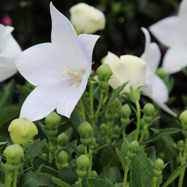 Platycodon White Angel