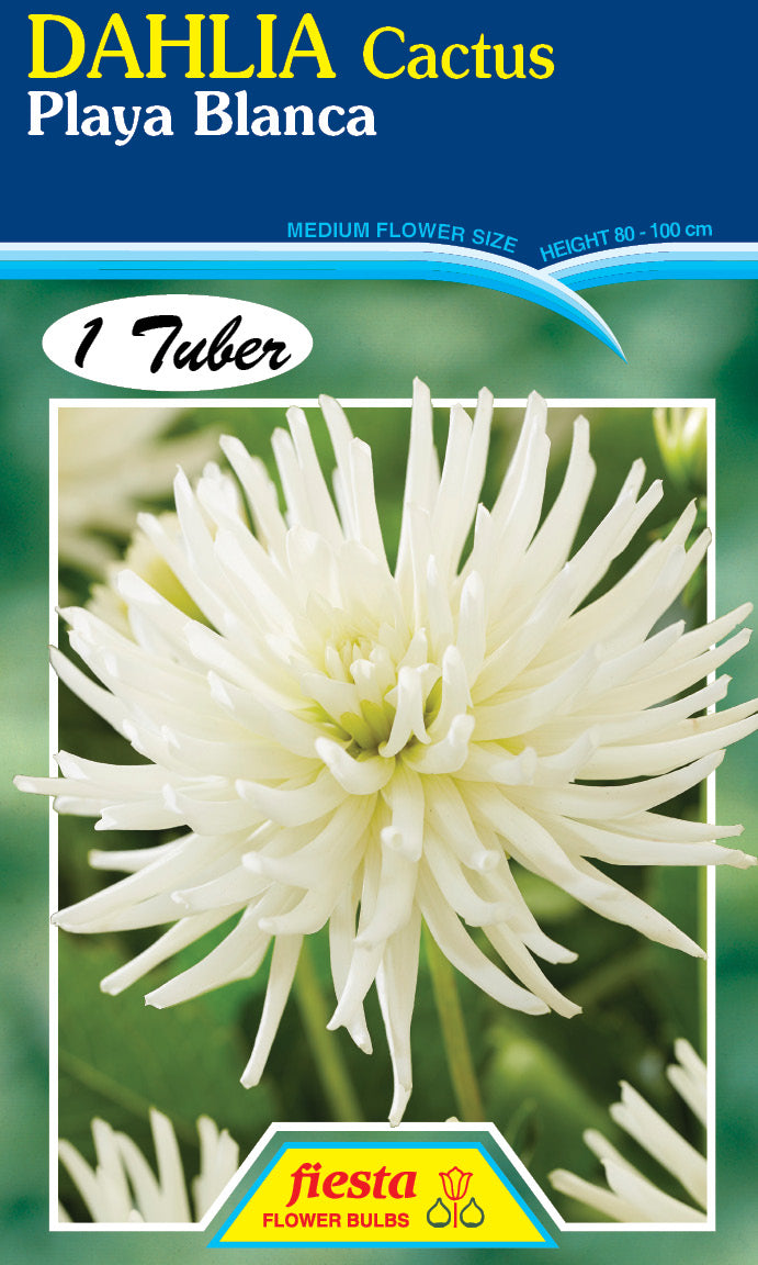 DAHLIA 'Playa Blanca'
