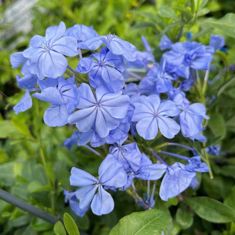 Plumbago Royal Cape