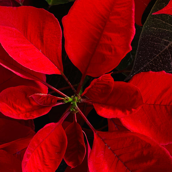 Poinsettia | Euphorbia pulcherrima