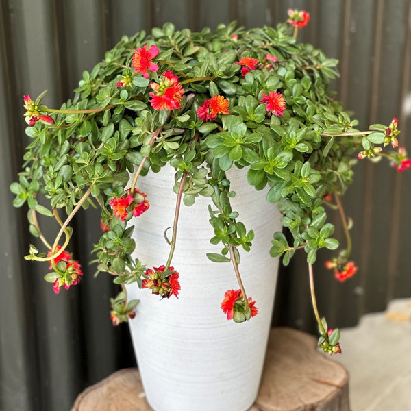 Portulaca Double Magenta