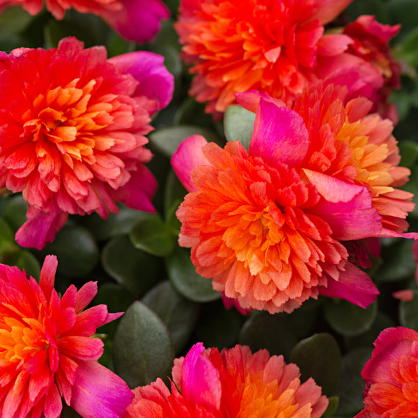 Portulaca Double Magenta