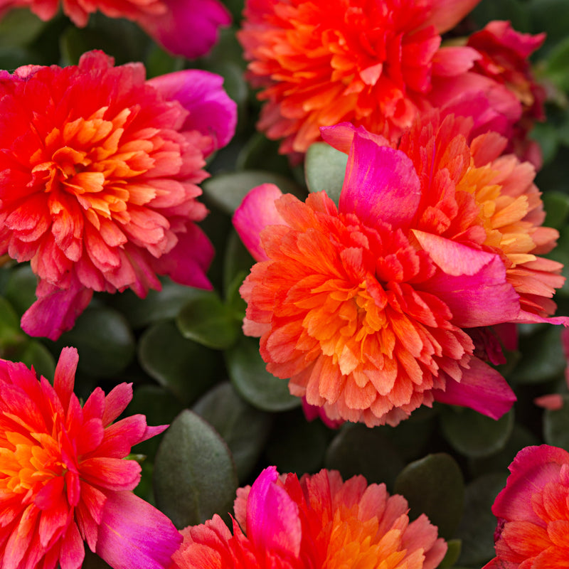 Portulaca Double Magenta