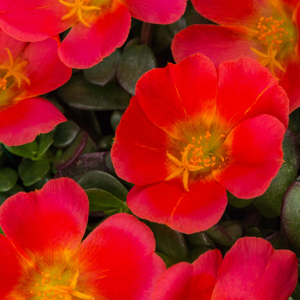 Portulaca Grenadine