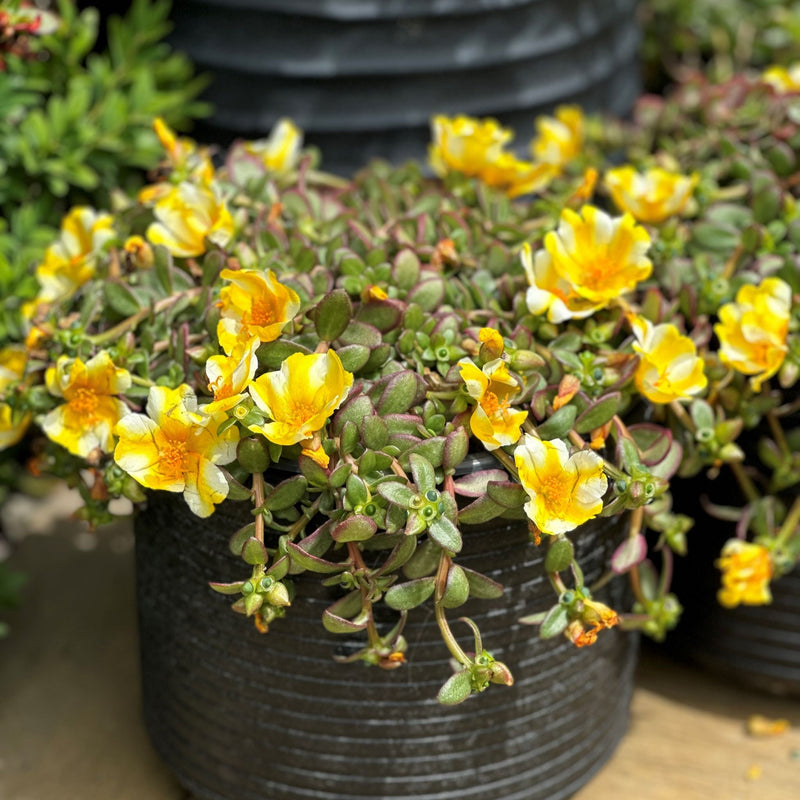 Portulaca Lemon Twist