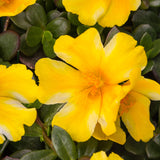 Portulaca Lemon Twist