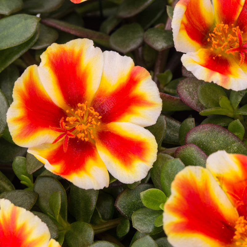 Portulaca Mango Mojito