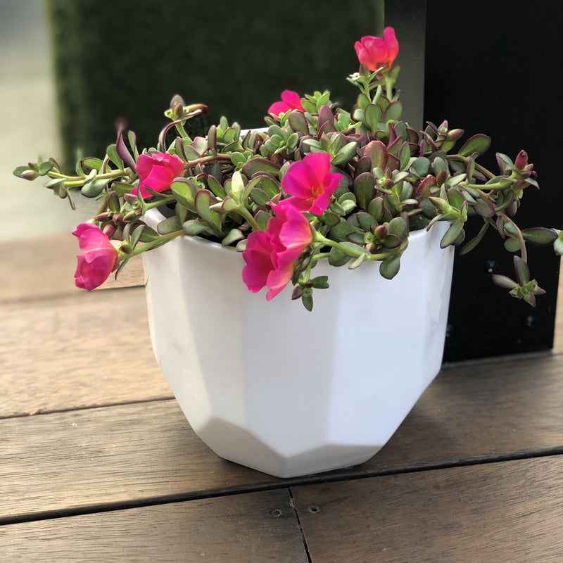 Portulaca Plumberry