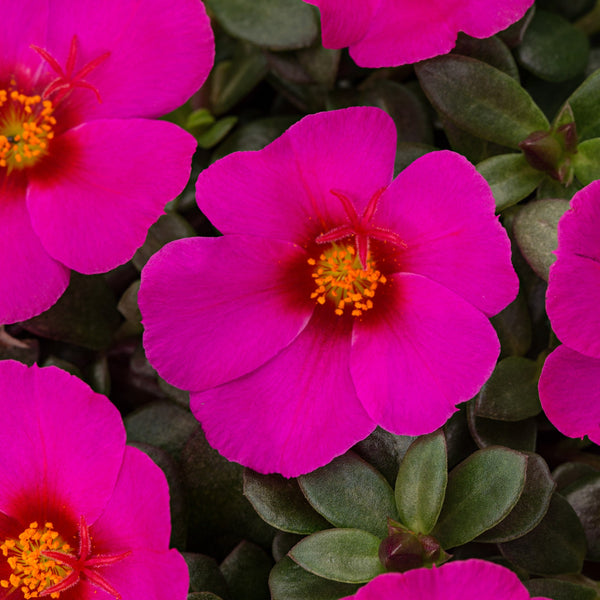 Portulaca Plumberry