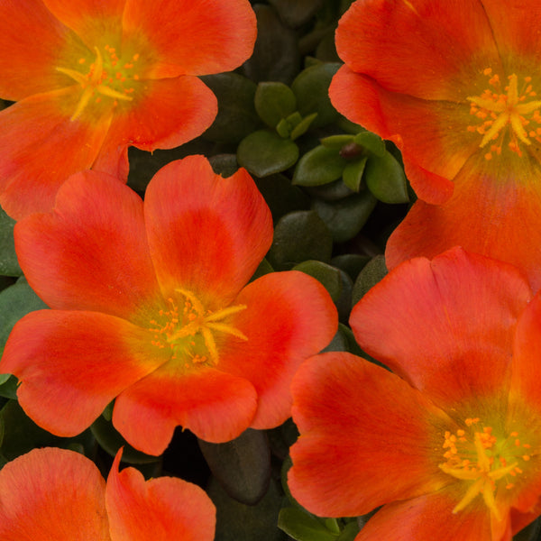 Portulaca Tangerine