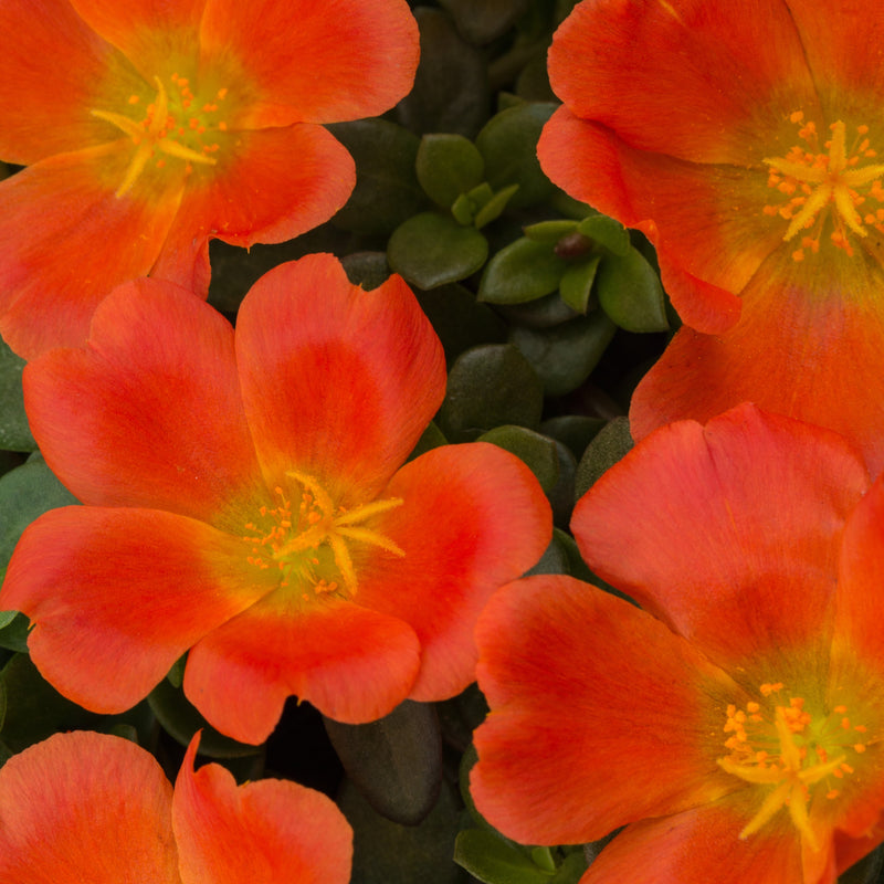 Portulaca Tangerine