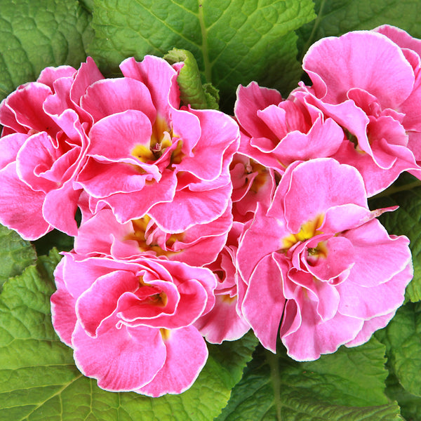 Primula Acaulis Primlet