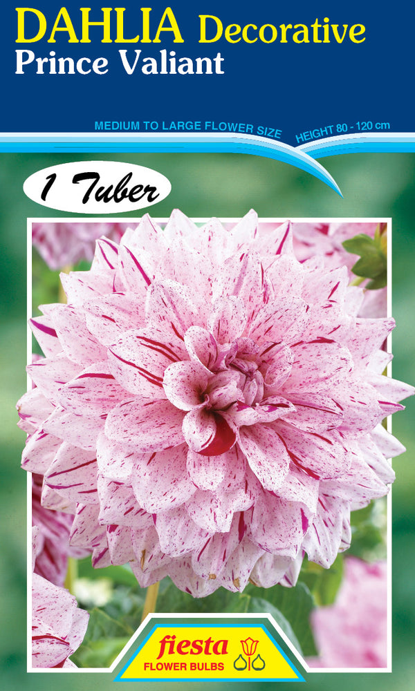 DAHLIA 'Prince Valiant'
