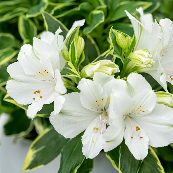 Alstromeria Claressa