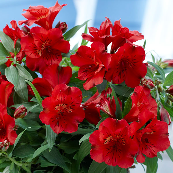 Alstromeria Kate