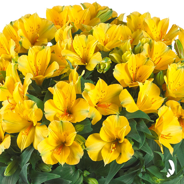 Alstromeria Lisa