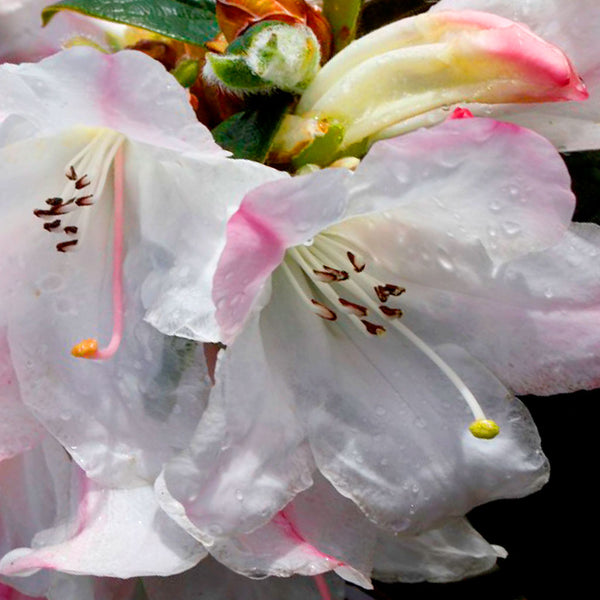 Rhododendron Princess Alice