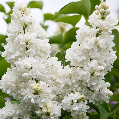Syringa ‘Princess Clementine'