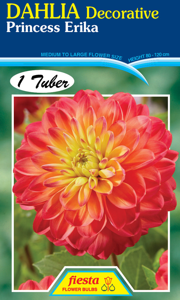 DAHLIA 'Princess Erika'