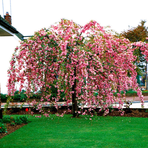 Prunus 'Kiku-Shidare Sakura' 1.5M