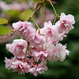 Prunus 'Kiku-Shidare Sakura' 1.5M