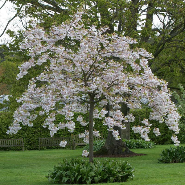 Prunus 'Shimidsu Sakura' 1.5M