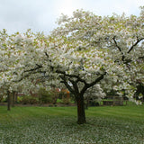 Prunus 'Shirotae' 1.5M