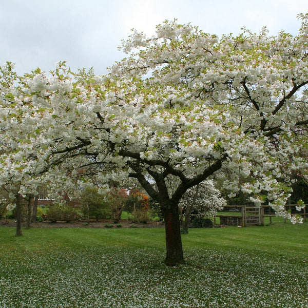 Prunus 'Shirotae' 1.5M