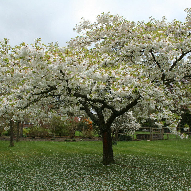Prunus 'Shirotae' 1.5M