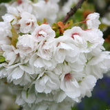 Prunus 'Shirotae' 1.5M