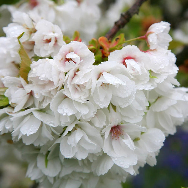 Prunus 'Shirotae' 1.5M