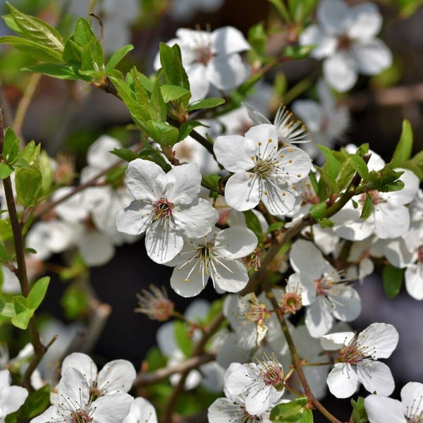 Prunus 'Spinosa'