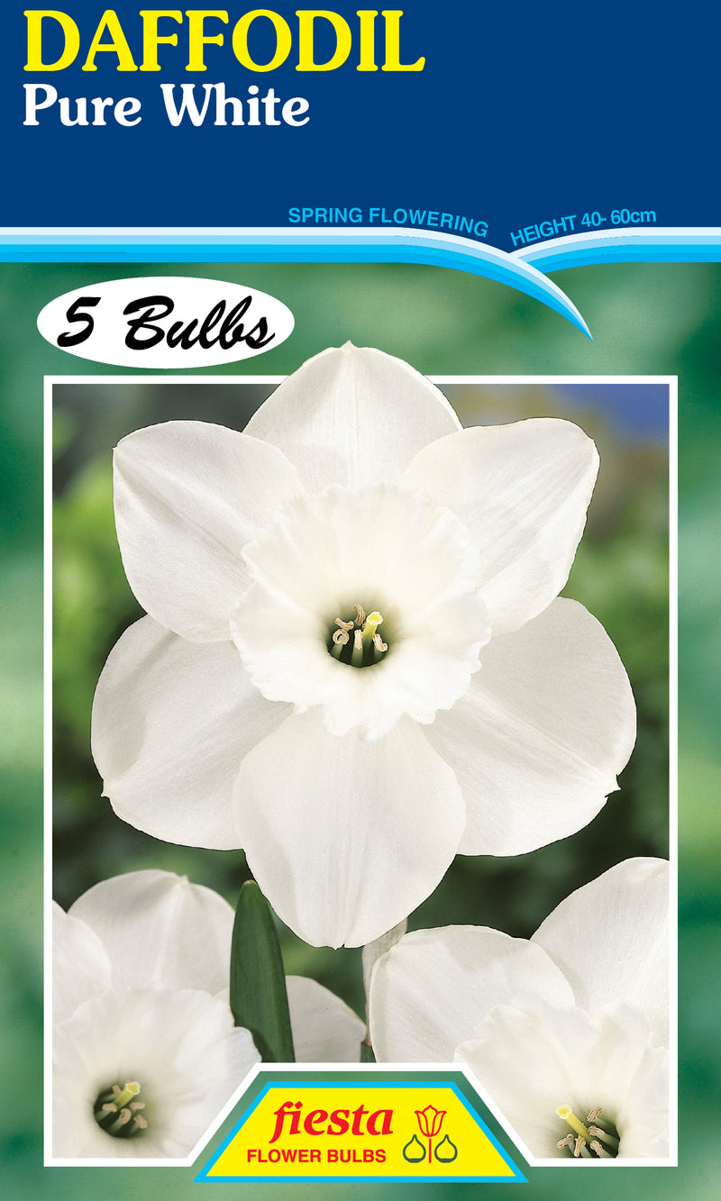 Daffodil Pure White