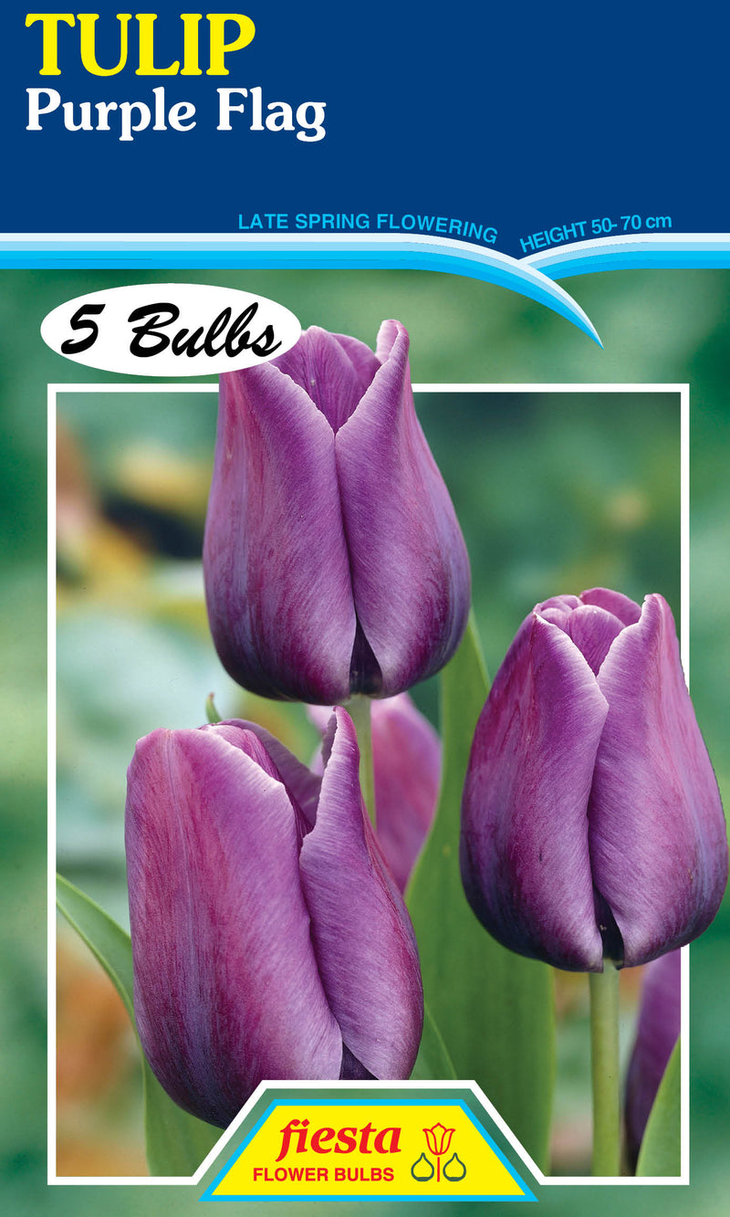 Tulip Purple Flag