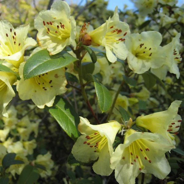 Rhododendron Lemon Mist