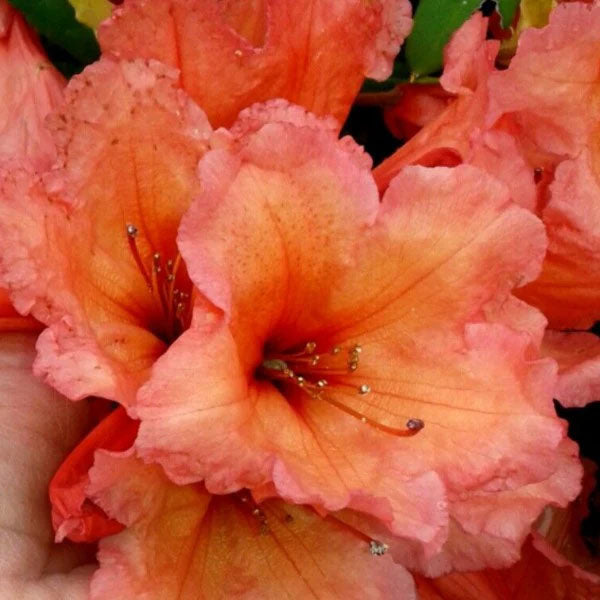 Rhododendron Old Copper
