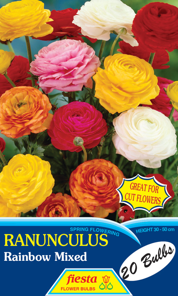 Ranunculus Rainbow Mix 20 pack