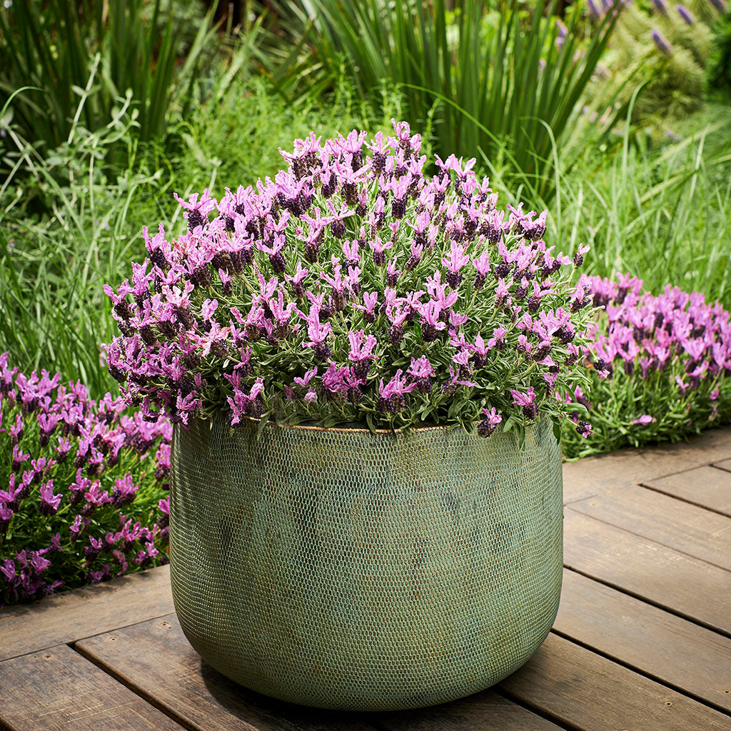 Lavender Raspberry Ruffles Lavender ‘Razzleberry Ruffles’ – Terra Viva Home and Garden
