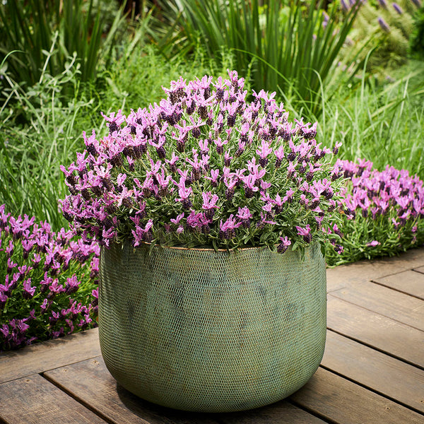 Lavender ‘Razzleberry Ruffles’
