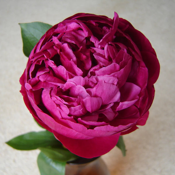 Peony - Red Sarah Bernhardt