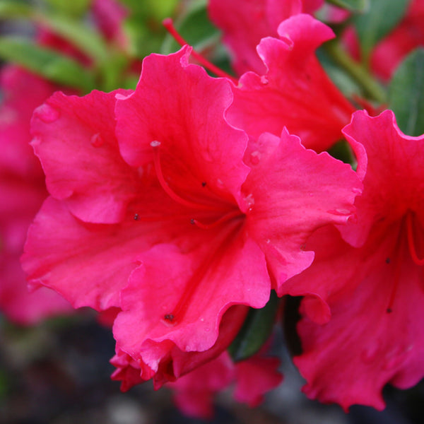 Azalea Red Wings