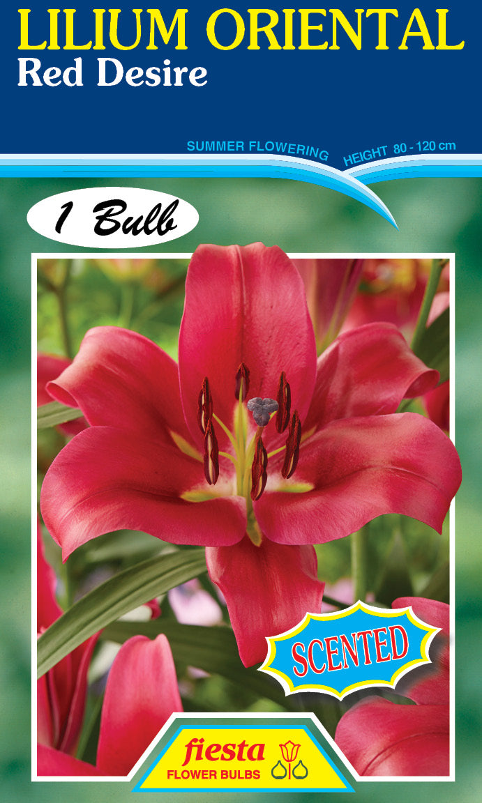 Lilium Red Desire