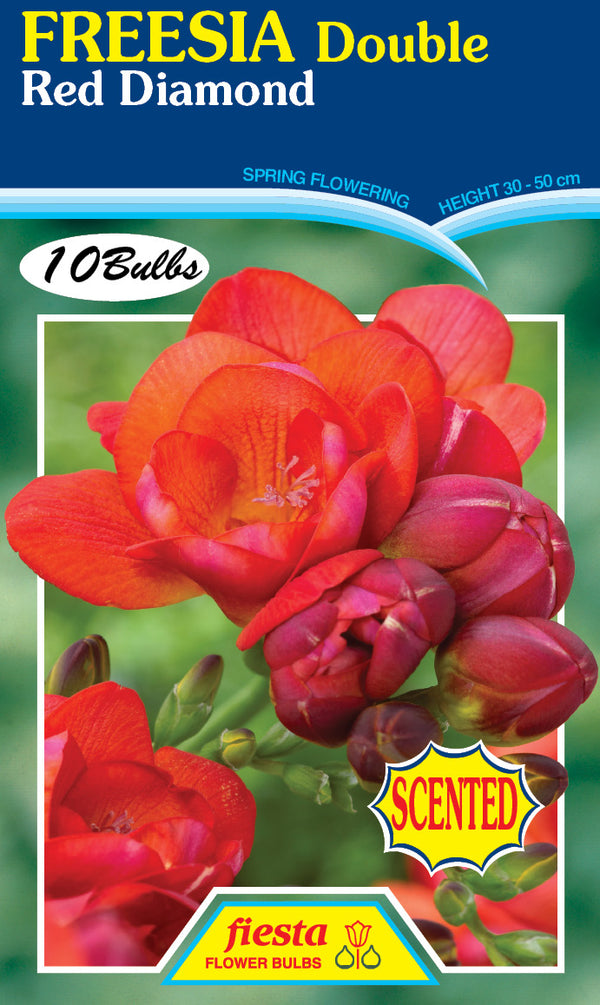 Freesia Double Red Diamond