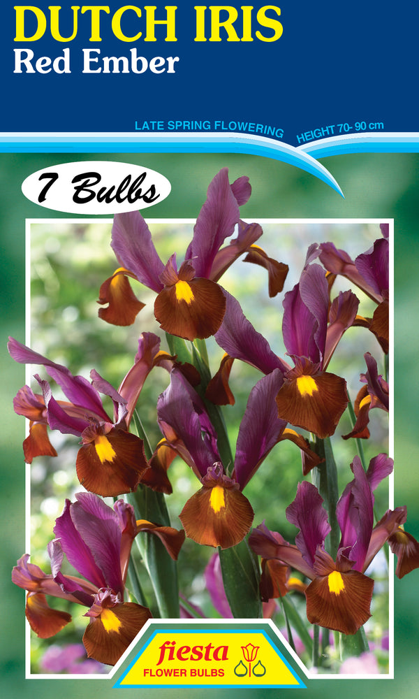 Dutch Iris Red Ember