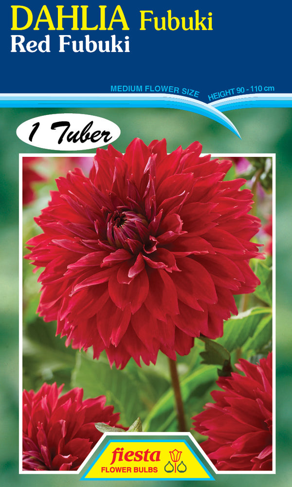 DAHLIA 'Red Fubuki'
